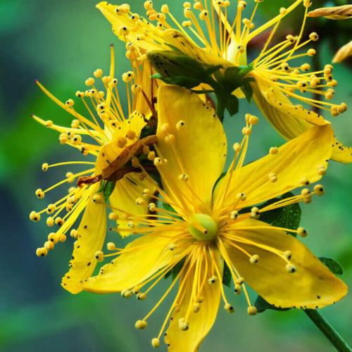 St. John's Wort