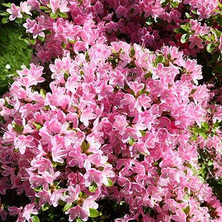 Azalea