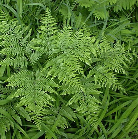 Brackenfern