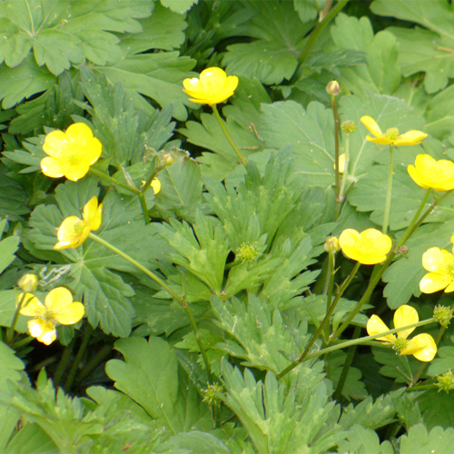 Buttercup
