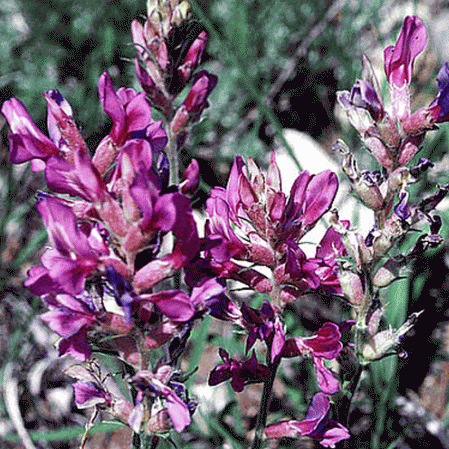 Locoweed
