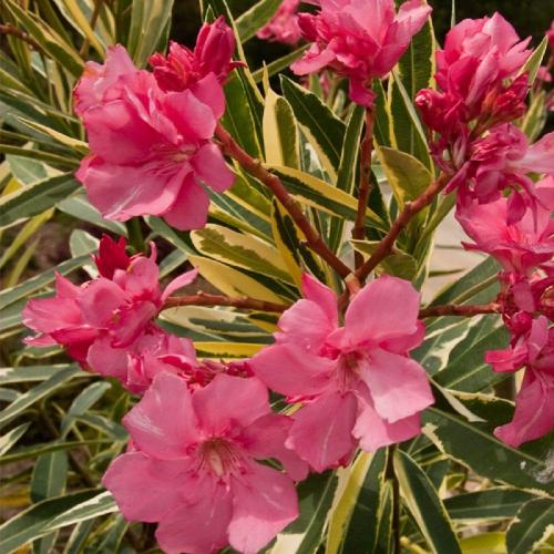 Oleander
