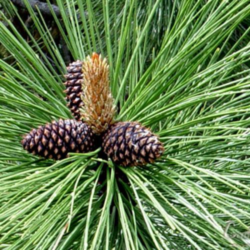 Ponderosa Pine