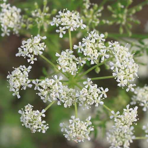 Water or Poison Hemlock
