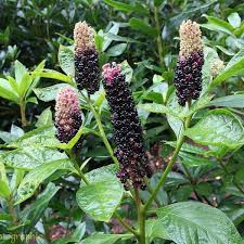 Pokeweed