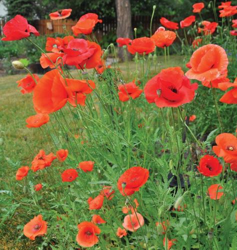 Poppy