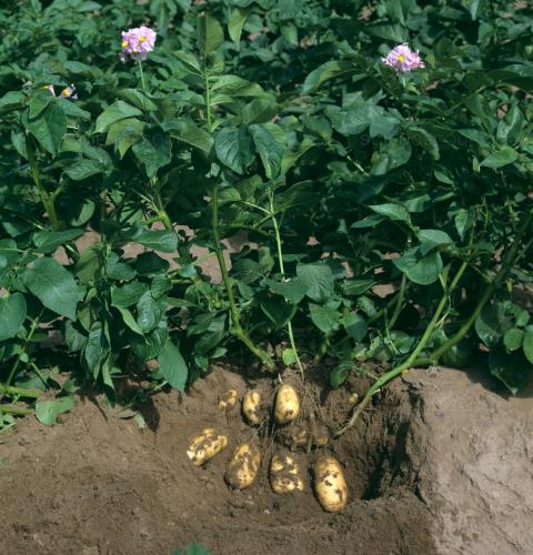 Potato