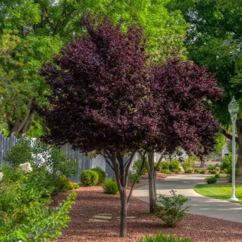 Plum Tree
