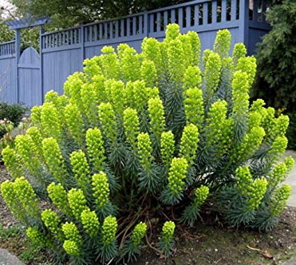 Spurge