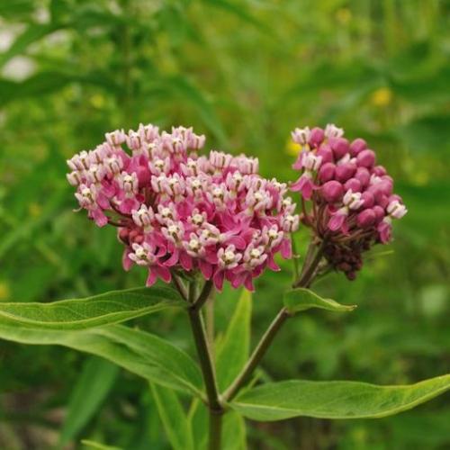 Milkweed