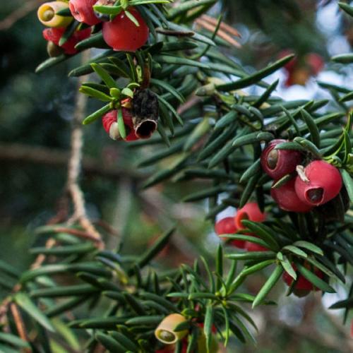 Yew