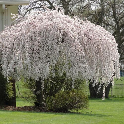Weeping Cherry
